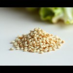 American Lettuce Seeds 10 Seeds