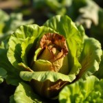 Baladi Lettuce Seeds