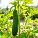 French Cucumber Seeds