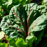 Chard Seeds