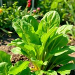 Chard Seeds