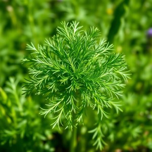 Local Dill Seeds