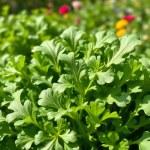 Arugula Baby Roca Seeds