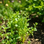 Arugula Baby Roca Seeds
