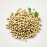 Arugula Baby Roca Seeds