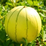 Honeydew Melon Seeds