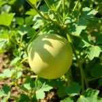 Honeydew Melon Seeds