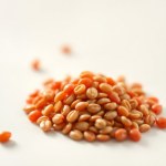 Pomidor Tomato Seeds