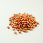 Tiger Tomato Seeds