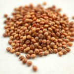 بذور طماطم بلدي (Solanum lycopersicum) الطماطم البلدي