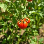 Cherry Tomato Seeds 10 Seeds