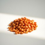 Miracle Tomato Seeds 10 Seeds