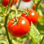 Cherry Mix Tomato Seeds 10 Seeds