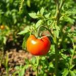 Dutch Tomato Seeds 10 Seeds
