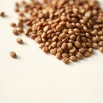 Dutch Tomato Seeds 10 Seeds