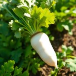 White Radish Seeds