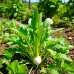 White Radish Seeds