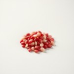 بذور فجل أحمر (Raphanus sativus) فجل أحمر