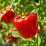 Sweet Red Pepper Seeds 5 Seeds