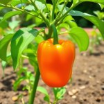 Orange Pepper Seeds 5 Seeds