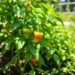 بذور فلفل بارد (Capsicum annuum) فلفل بارد