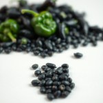 Black Bell Pepper Seeds