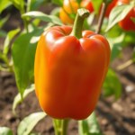 بذور فلفل رومي بارد (Capsicum annuum) فلفل رومي بارد
