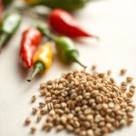 Ornamental Pepper Seeds 10 Seeds