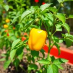 Mexican Yellow Pepper Seeds 5 Seeds