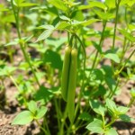 بذور فول حراتي (Vicia faba) فول حراتي