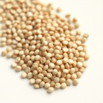 Soybean Seeds 50g (Glycine max)