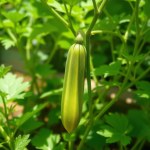 Armenian Cucumber Seeds (Qatta / Snake Cucumber)