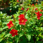 Seeds (Hibiscus sabdariffa)