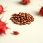 Seeds (Hibiscus sabdariffa)