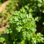 Seeds (Coriandrum sativum)