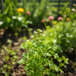 Seeds (Coriandrum sativum)