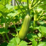 Seeds 3 Seeds (Cucurbita pepo var. cylindrica)