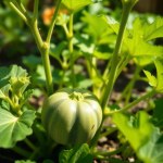 Seeds 3 Seeds (Cucurbita pepo var. round)