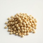 بذور كوسة وردة صفراء (Cucurbita pepo var. cylindrica) كوسة وردة صفراء