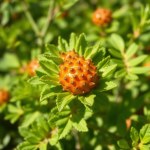 Seeds (Kochia scoparia)