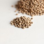 Seeds (Kochia scoparia)