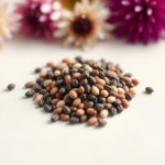 Tricolor Daisy Seeds