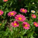Crown Daisy Seeds