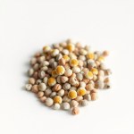 Persian Chrysanthemum Seeds