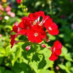 Geranium Mix Seeds
