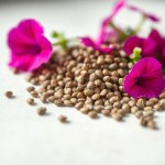 Petunia Mix Seeds