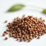 بذور السجادة (كاليوس – Coleus Seeds) 50 بذرة