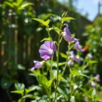 Thai Blue Tea Seeds