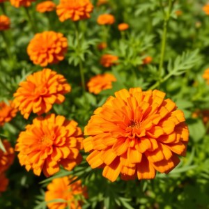 Velvet Marigold Seeds