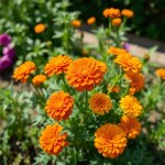 Velvet Marigold Seeds